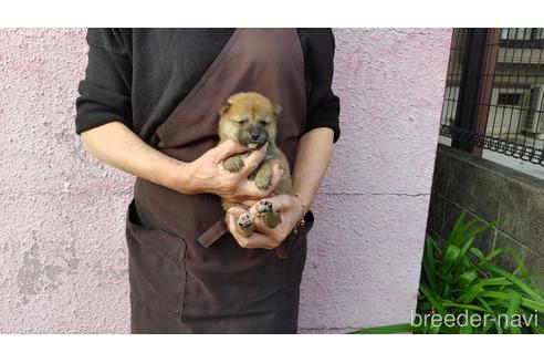 成約済の愛知県の柴犬-202788の1枚目