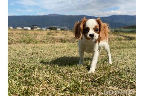 成約済の長野県のキャバリアキングチャールズスパニエル-189885の7枚目