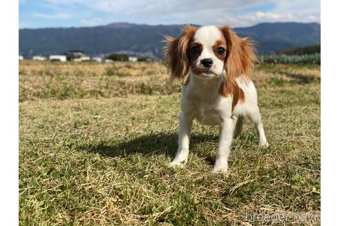 成約済の長野県のキャバリアキングチャールズスパニエル-189885の6枚目