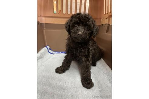 成約済の愛媛県のタイニープードル-205042