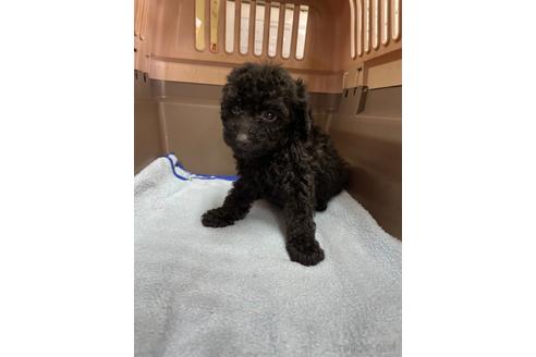 成約済の愛媛県のタイニープードル-205042の2枚目