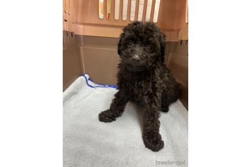 成約済の愛媛県のタイニープードル-205042の3枚目