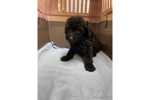 成約済の愛媛県のタイニープードル-205042の4枚目