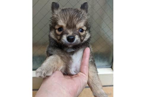 成約済の広島県のその他の犬種-205081