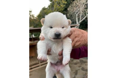 成約済の広島県の柴犬-205084の1枚目