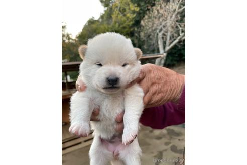 成約済の広島県の柴犬-205084の3枚目