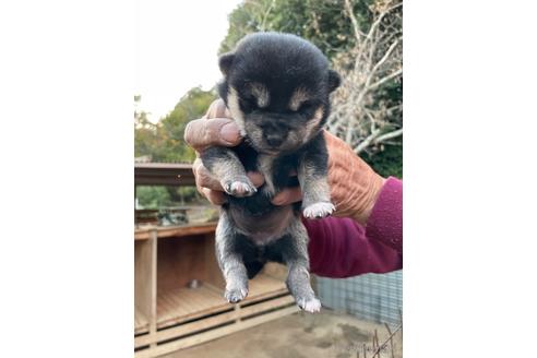 成約済の広島県の柴犬-205086の7枚目