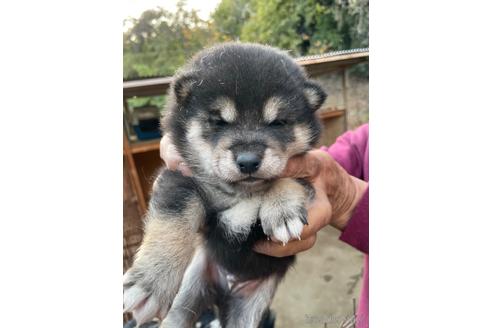 成約済の広島県の柴犬-205088の10枚目