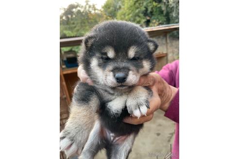 成約済の広島県の柴犬-205088の11枚目