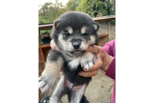 成約済の広島県の柴犬-205088の7枚目