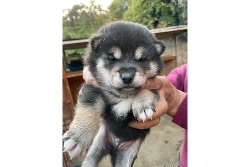成約済の広島県の柴犬-205088の8枚目