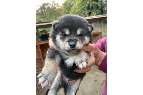 成約済の広島県の柴犬-205088の9枚目