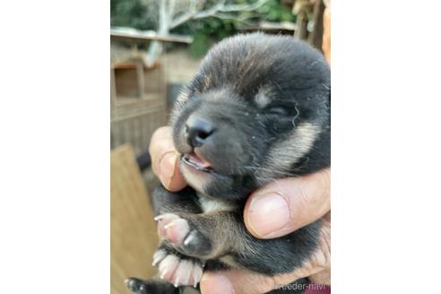 成約済の広島県の柴犬-205090の6枚目