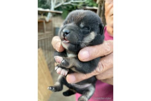 成約済の広島県の柴犬-205090の7枚目
