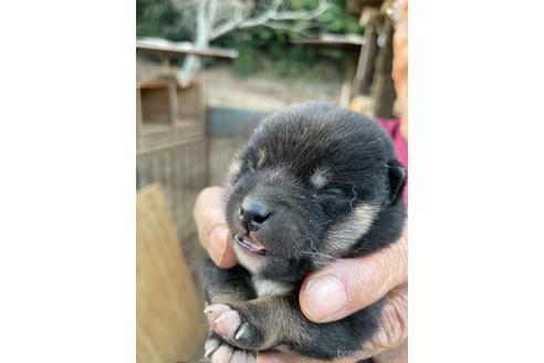 成約済の広島県の柴犬-205090の8枚目