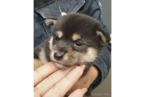 成約済の富山県の柴犬-205111の3枚目