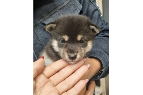成約済の富山県の柴犬-205111の2枚目