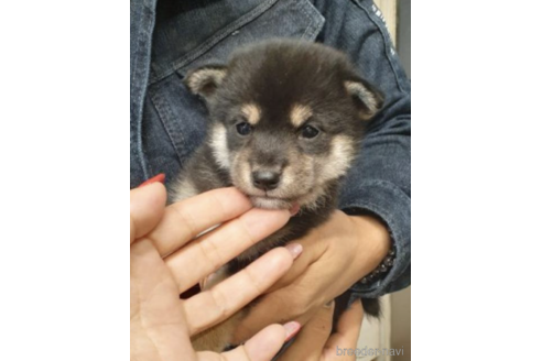 成約済の富山県の柴犬-205111の4枚目