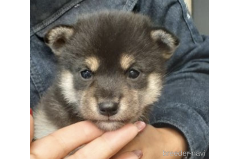 成約済の富山県の柴犬-205111の1枚目