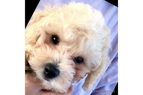 成約済の静岡県のミックス犬-202964の28枚目