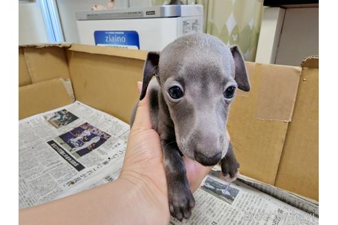 成約済の愛知県のイタリアングレーハウンド(イタグレ)-202951の4枚目