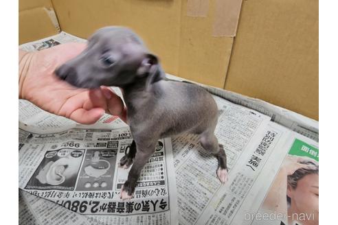 成約済の愛知県のイタリアングレーハウンド(イタグレ)-202951の3枚目