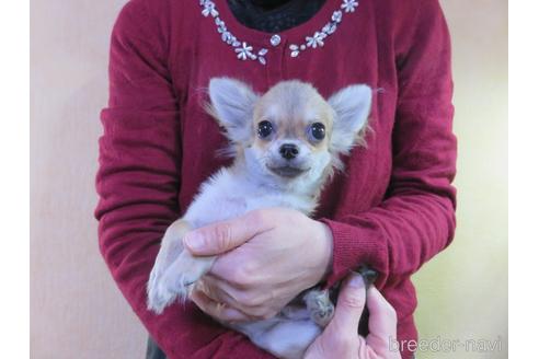 成約済の愛知県のチワワ(ロングコート)-180155の19枚目