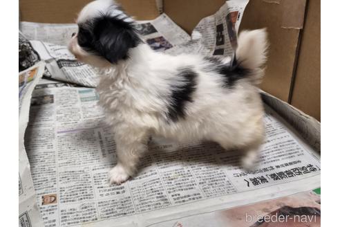 成約済の愛知県の狆 (チン)-205176の7枚目