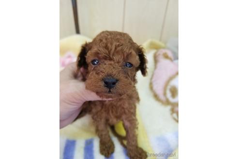 成約済の茨城県のトイプードル-205179の1枚目