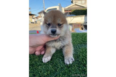 成約済の広島県の柴犬-205092の9枚目