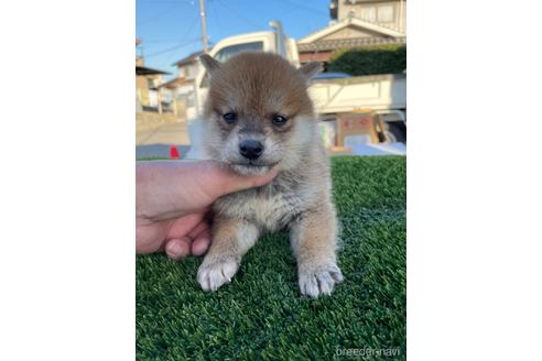成約済の広島県の柴犬-205092の6枚目