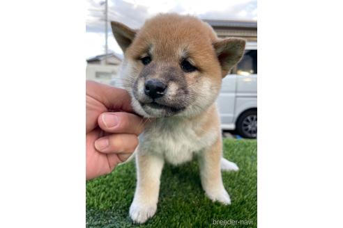 成約済の広島県の柴犬-200569の1枚目