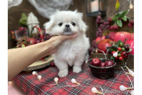 成約済の愛知県のペキニーズ-203368の3枚目
