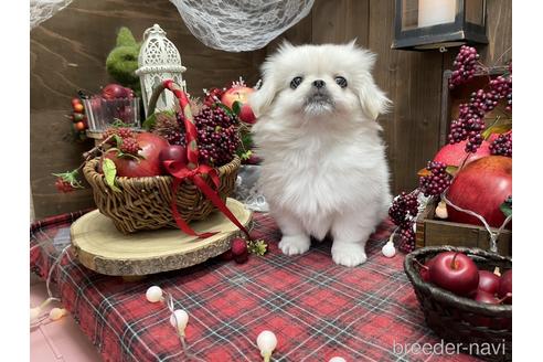 成約済の愛知県のペキニーズ-203368の2枚目