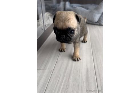 成約済の福岡県のパグ-204841の7枚目