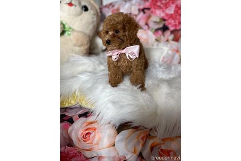 成約済の福岡県のティーカッププードル-203357の2枚目