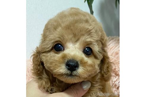成約済の岡山県のタイニープードル-203811の1枚目