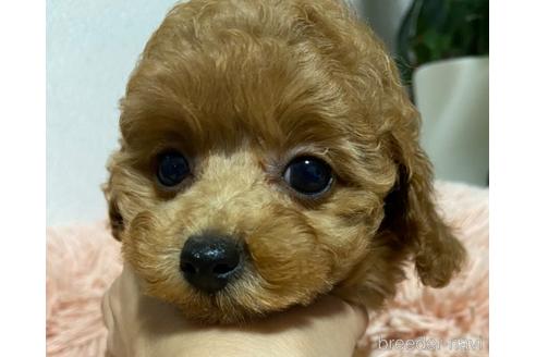 成約済の岡山県のタイニープードル-204146の2枚目