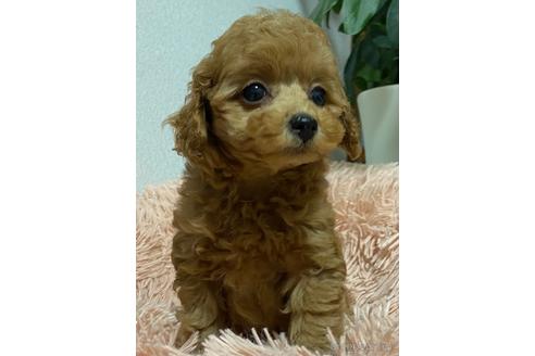 成約済の岡山県のタイニープードル-204146の3枚目