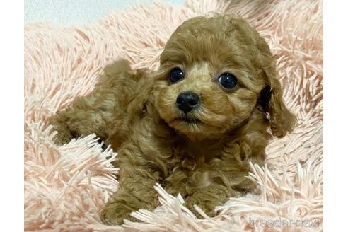 成約済の岡山県のタイニープードル-204146の1枚目