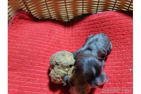 成約済の千葉県のチワワ(ロングコート)-205404の1枚目