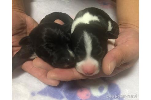 成約済の岩手県のイタリアングレーハウンド(イタグレ)-205414の3枚目