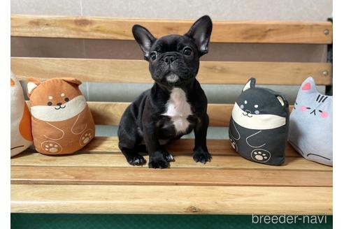 成約済の岡山県のフレンチブルドッグ-201611の4枚目