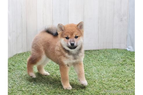 成約済の東京都の柴犬-204643の4枚目