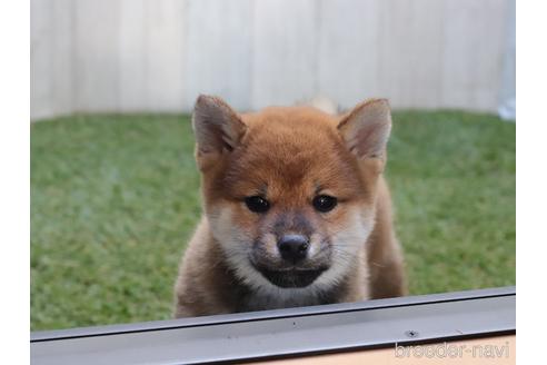 成約済の東京都の柴犬-204643の3枚目