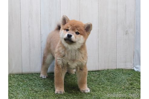 成約済の東京都の柴犬-204642の3枚目