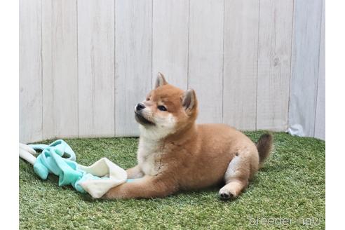 成約済の東京都の柴犬-204642の5枚目