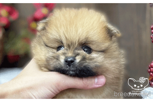 成約済の愛知県のポメラニアン-202786の4枚目