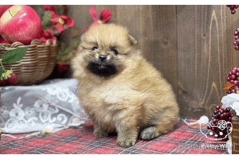 成約済の愛知県のポメラニアン-202786の5枚目