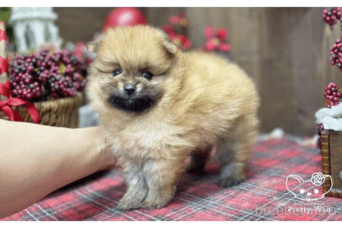 成約済の愛知県のポメラニアン-202786の6枚目